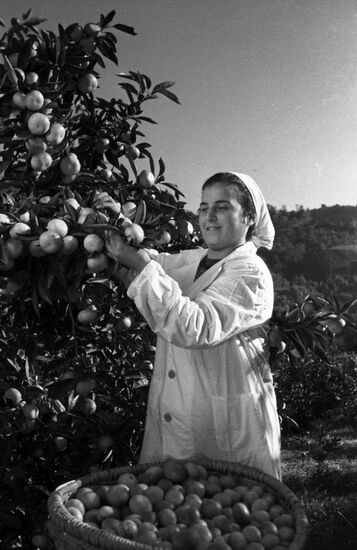 Picking tangerines in Adzharia