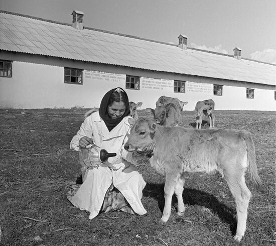Famous calf-breeder Dzheiran Godzheyeva