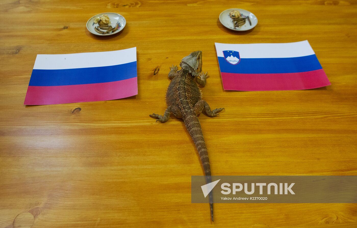 Animals predict results of Russia -- Slovenia hockey match