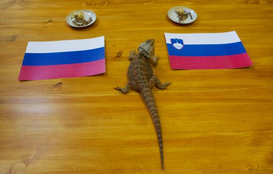 Animals predict results of Russia -- Slovenia hockey match