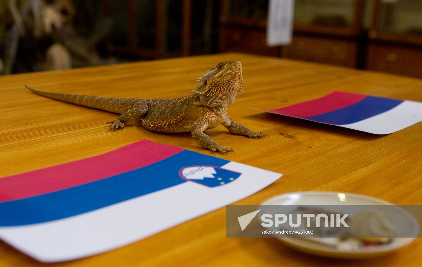 Animals predict results of Russia -- Slovenia hockey match