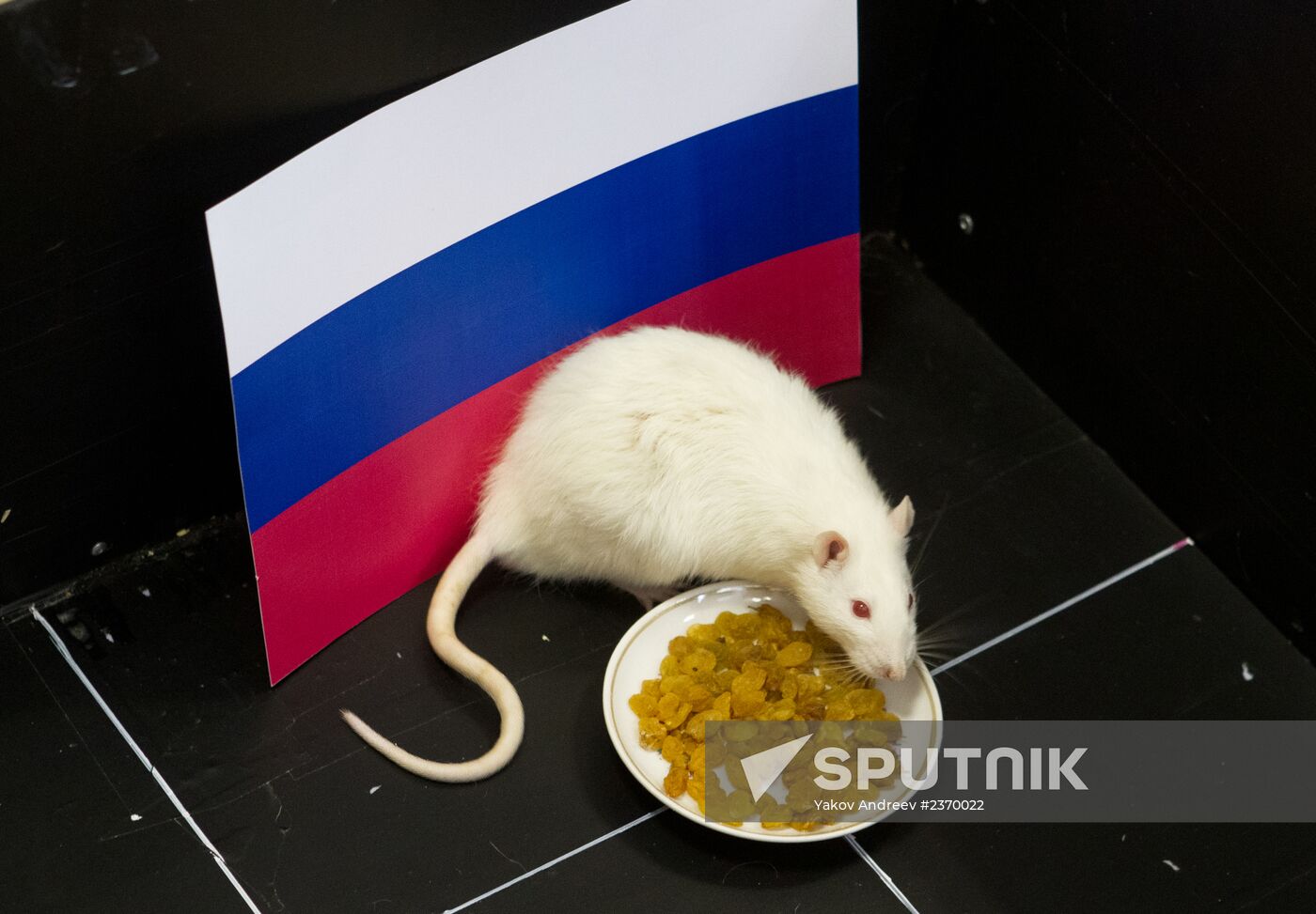 Animals predict results of Russia -- Slovenia hockey match