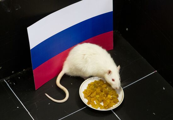 Animals predict results of Russia -- Slovenia hockey match