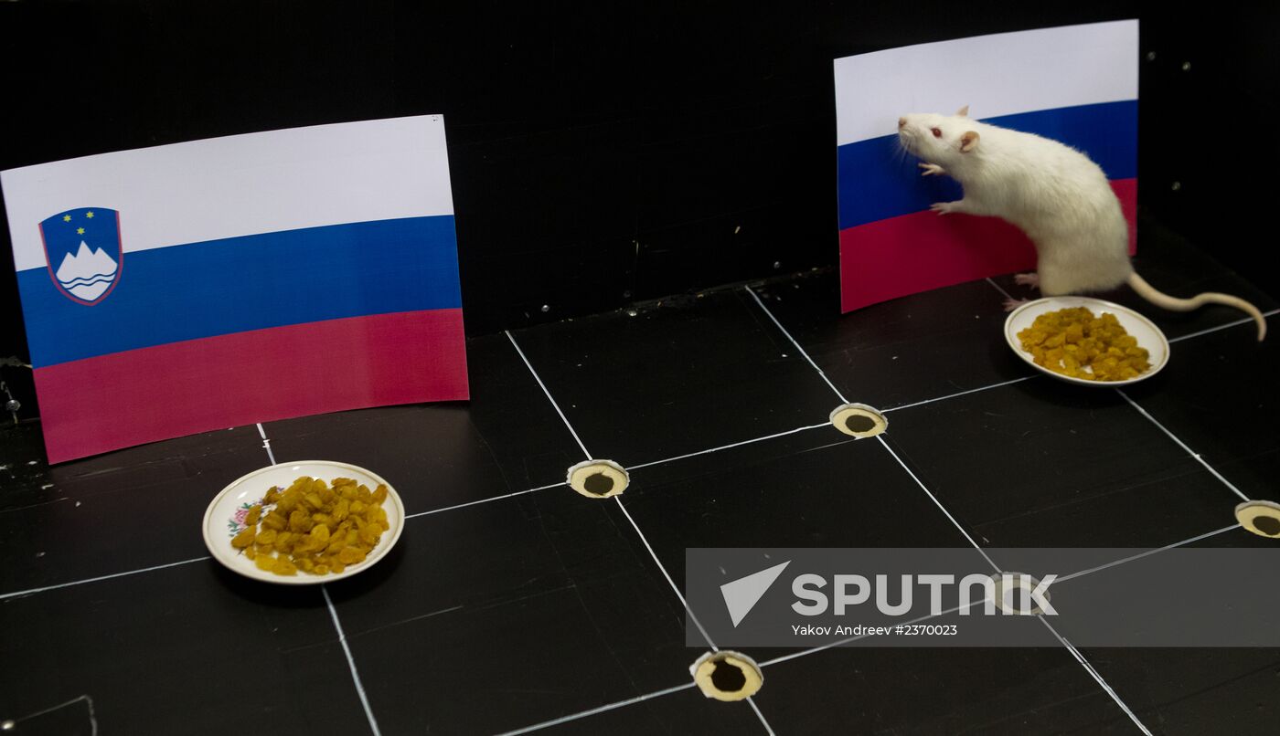 Animals predict results of Russia -- Slovenia hockey match