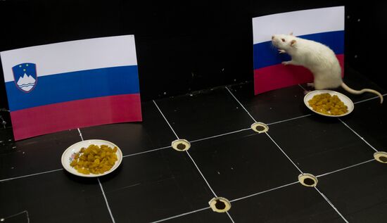 Animals predict results of Russia -- Slovenia hockey match