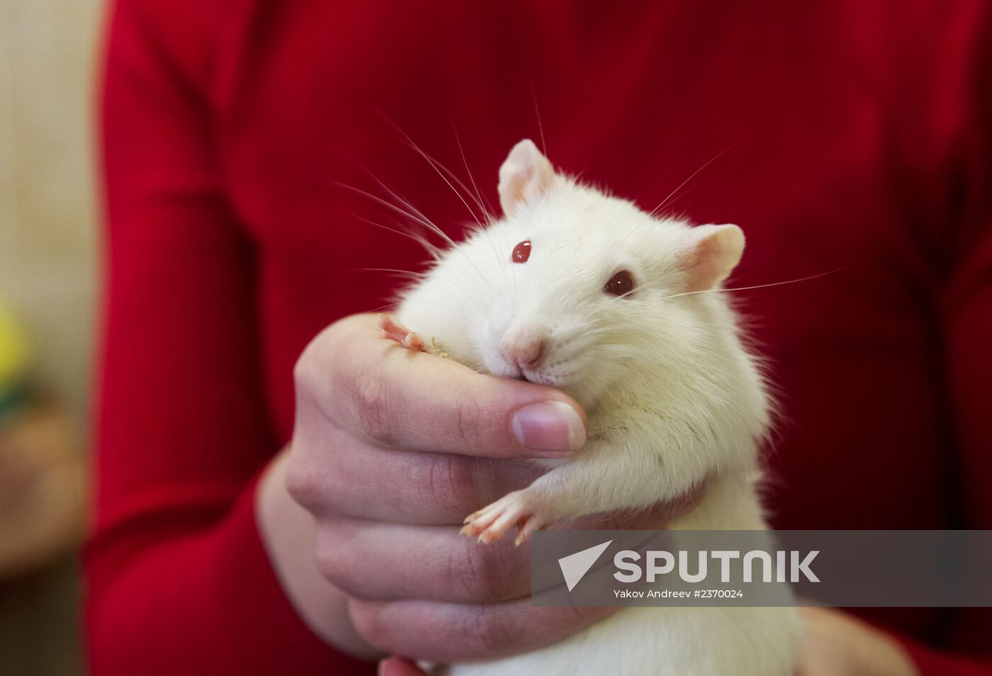 Animals predict results of Russia -- Slovenia hockey match
