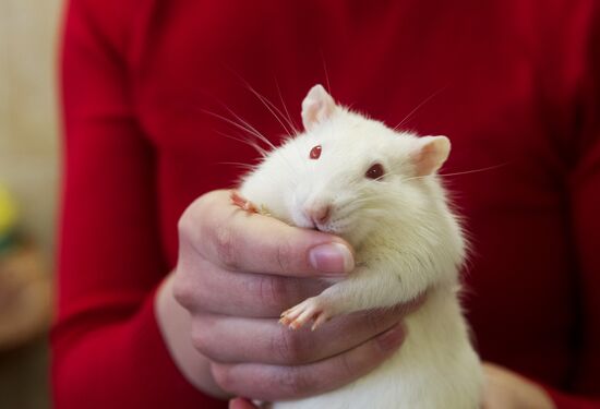 Animals predict results of Russia -- Slovenia hockey match