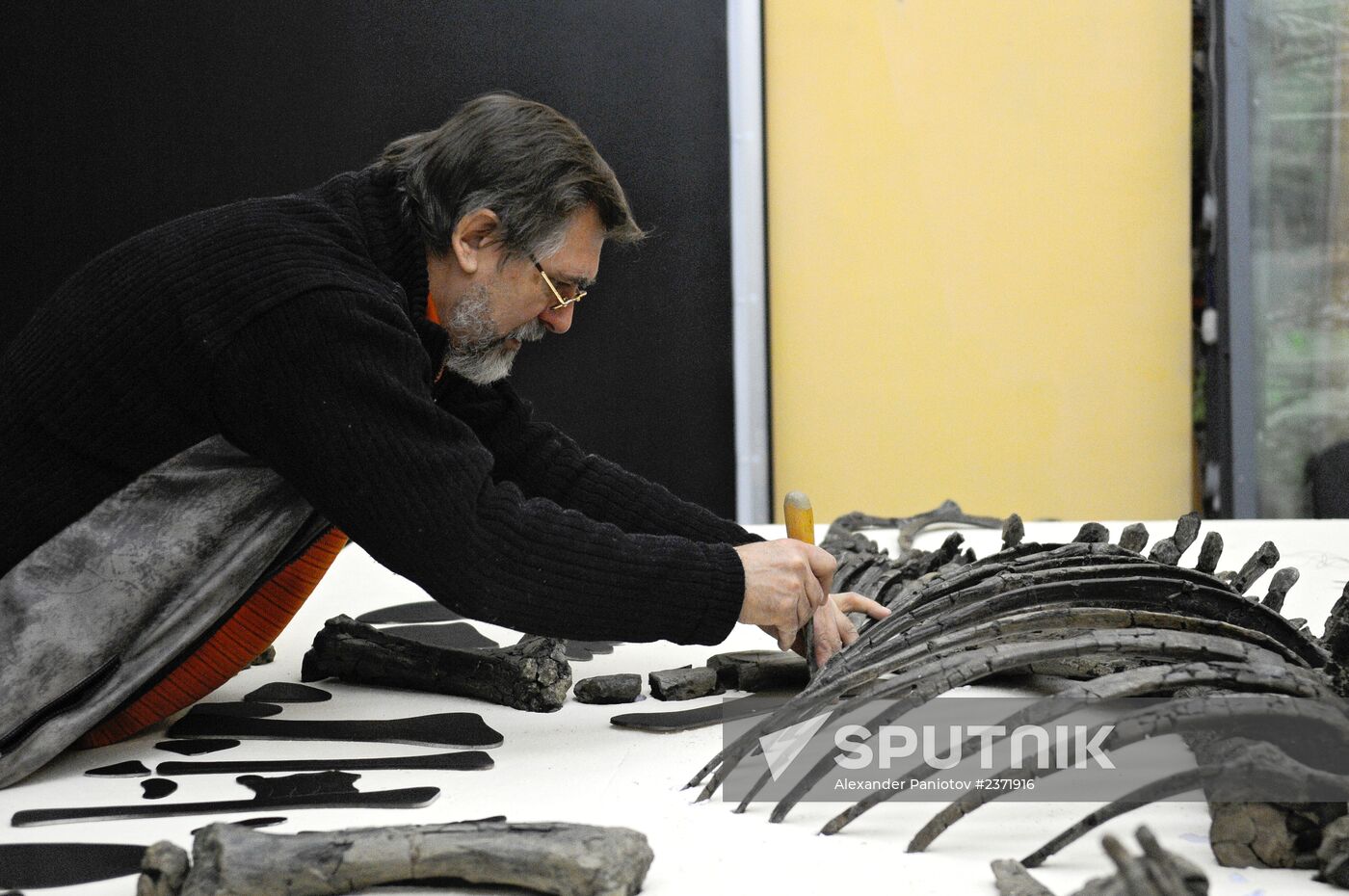 Stegosaurus skeleton assemled in Krasnoyarsk