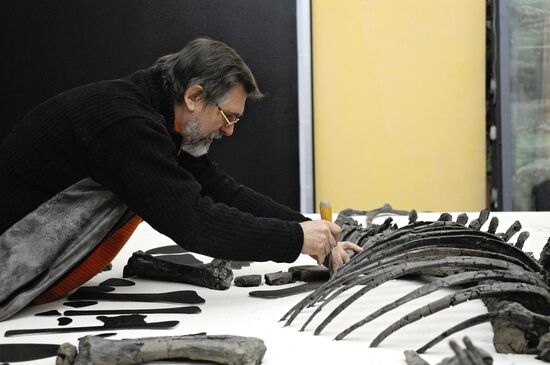 Stegosaurus skeleton assemled in Krasnoyarsk