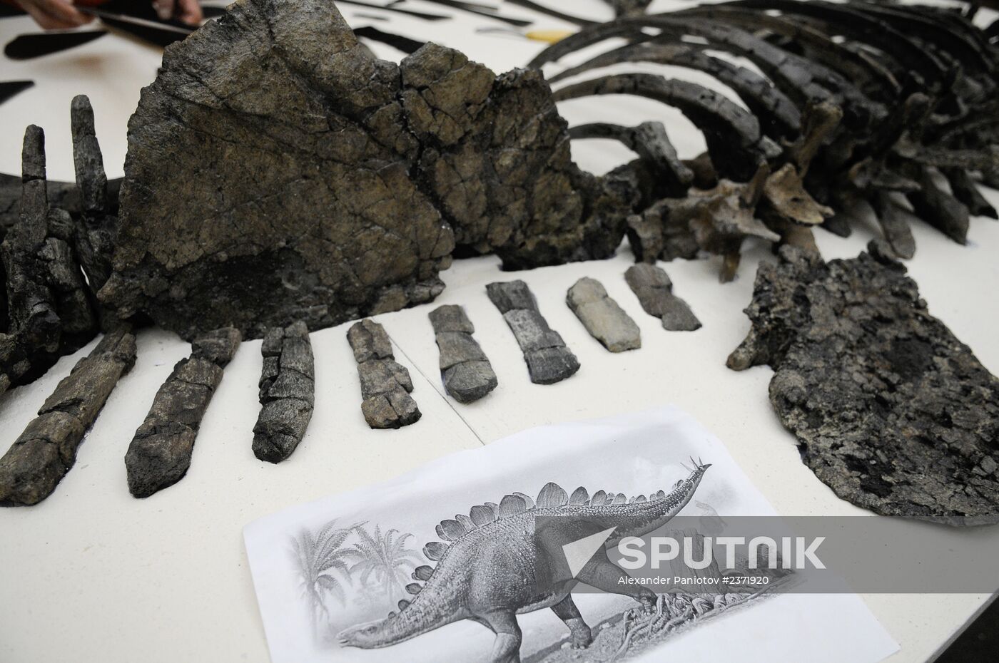 Stegosaurus skeleton assemled in Krasnoyarsk