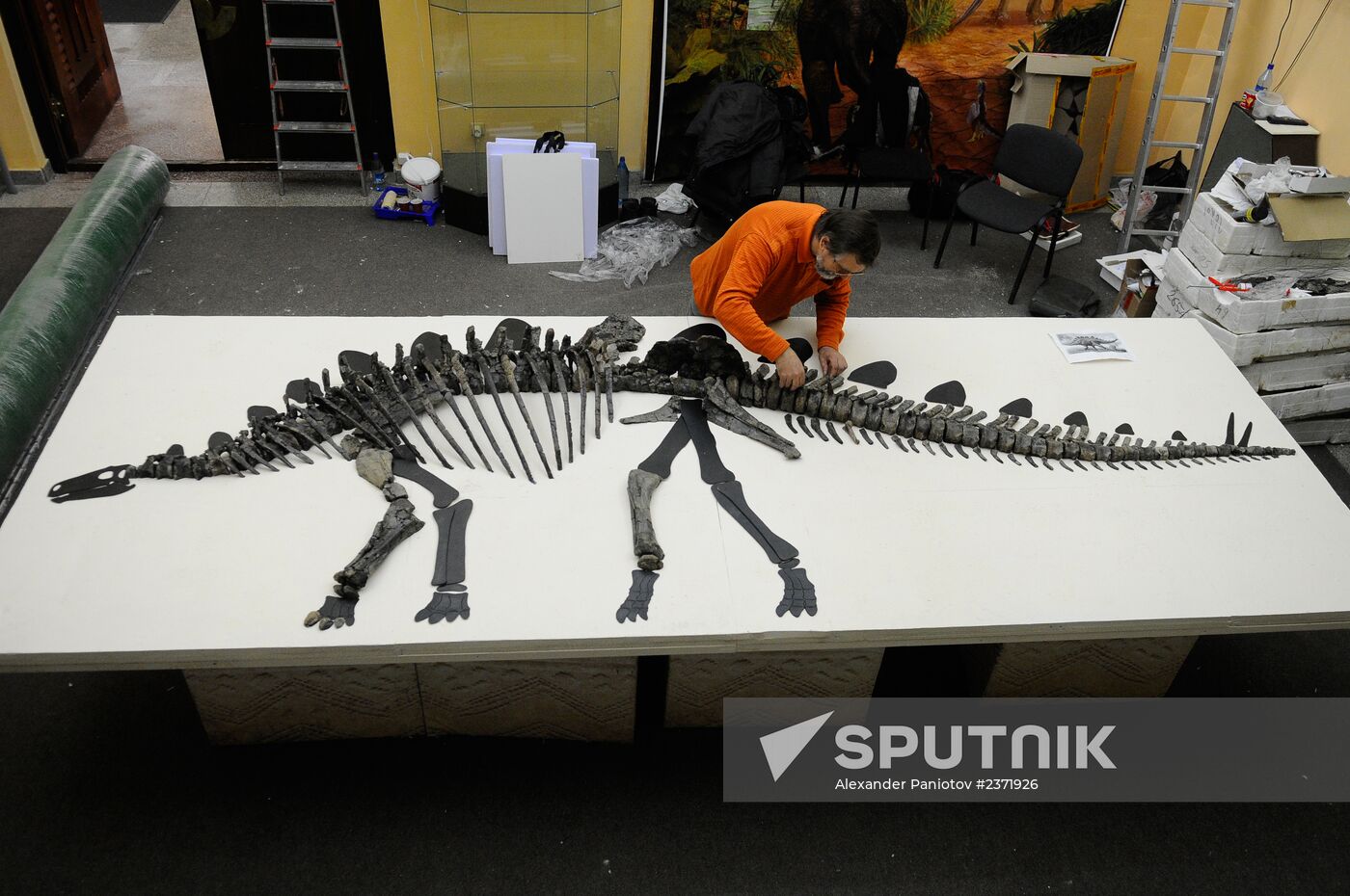 Stegosaurus skeleton assemled in Krasnoyarsk
