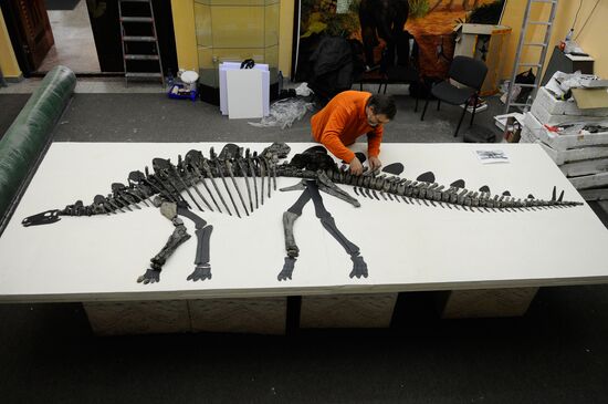 Stegosaurus skeleton assemled in Krasnoyarsk