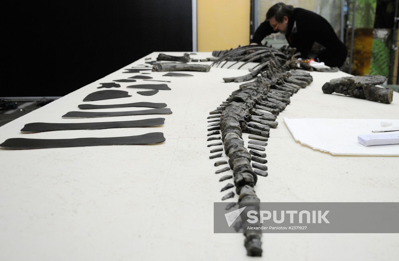 Stegosaurus skeleton assemled in Krasnoyarsk