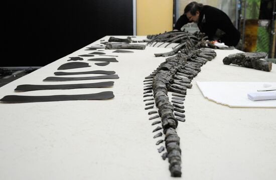 Stegosaurus skeleton assemled in Krasnoyarsk