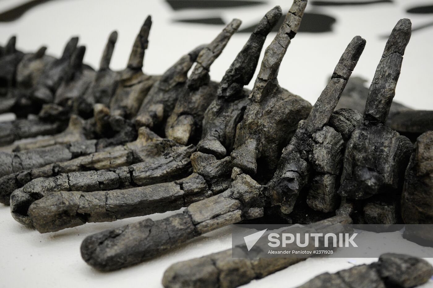 Stegosaurus skeleton assemled in Krasnoyarsk