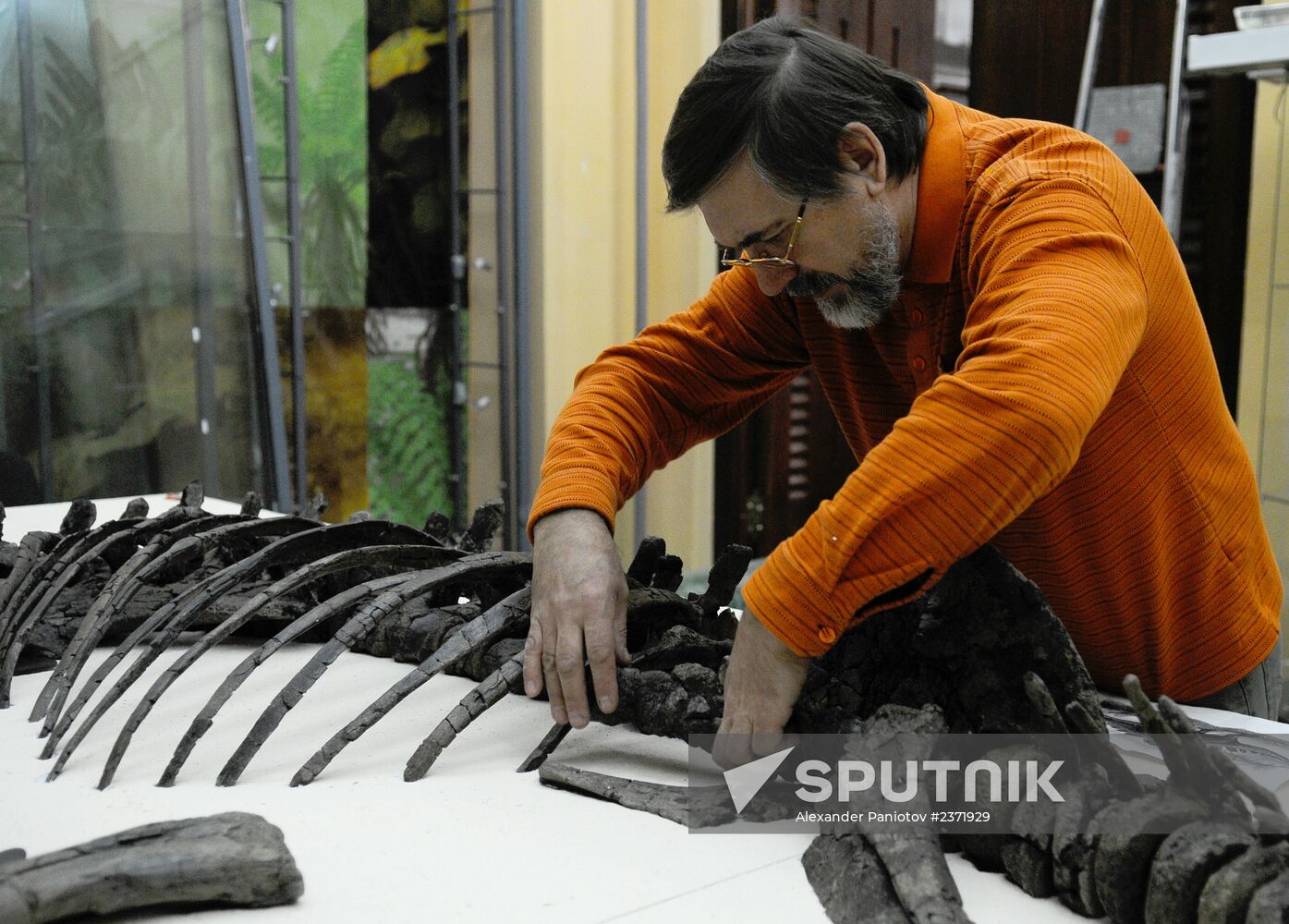 Stegosaurus skeleton assemled in Krasnoyarsk