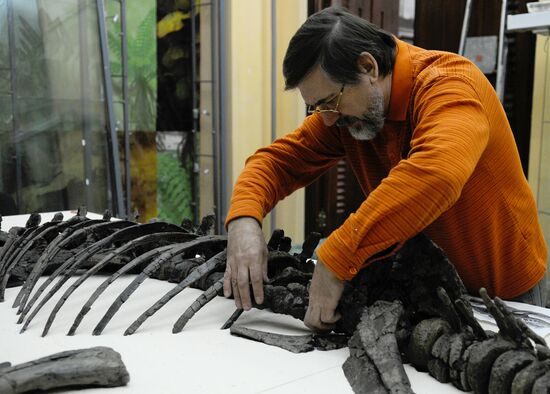 Stegosaurus skeleton assemled in Krasnoyarsk