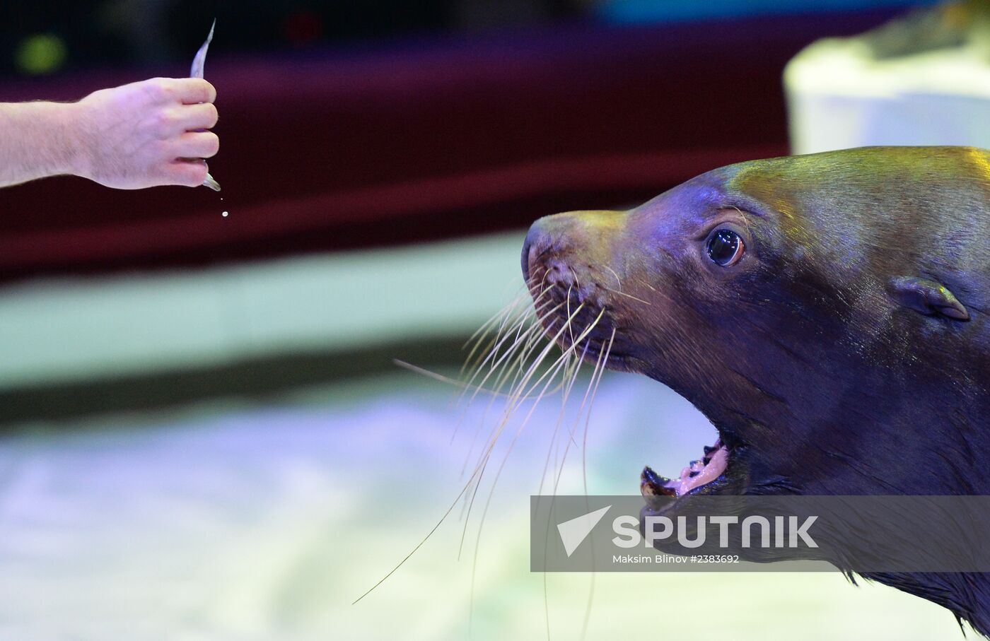 Premiere of new program at Nikulin Circus on Tsvetnoi Boulevard