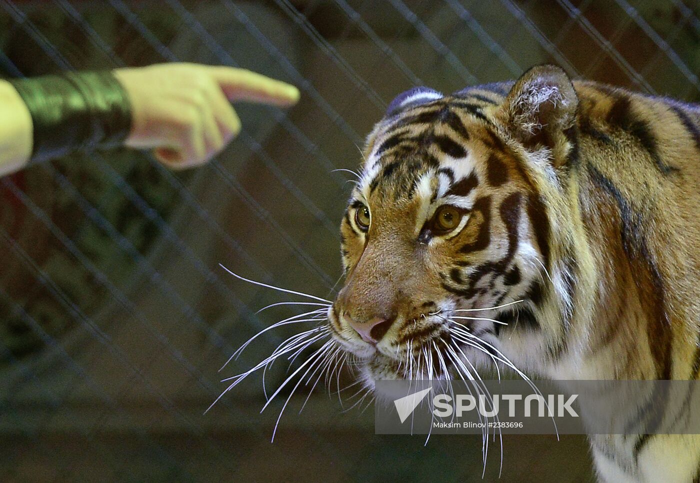 Premiere of new program at Nikulin Circus on Tsvetnoi Boulevard