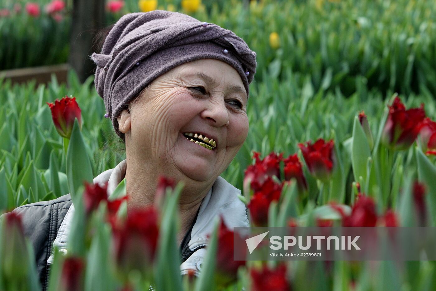 Tulips in Vladivostok's greenhouse