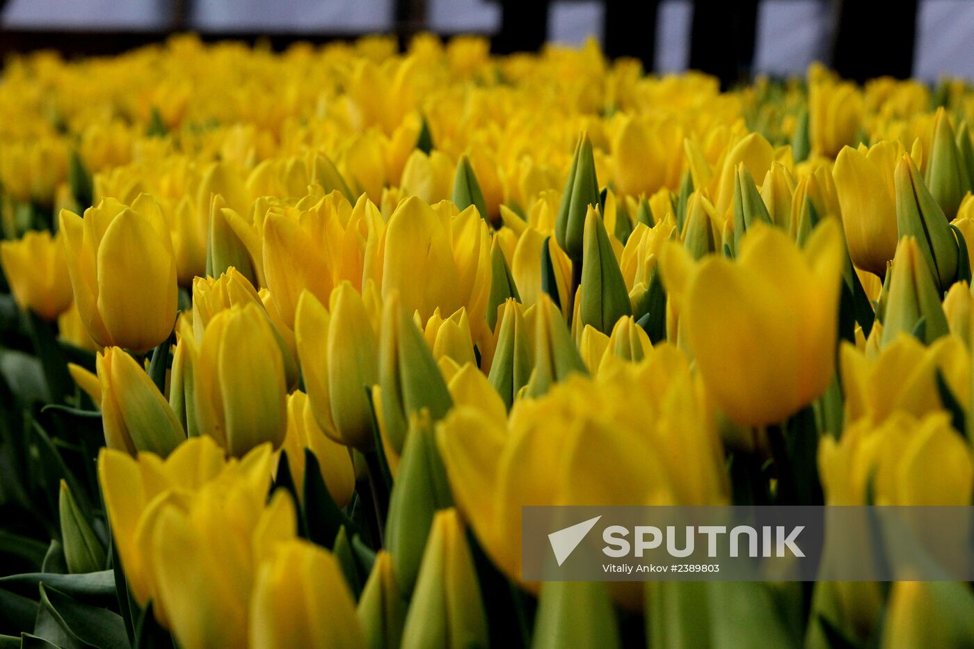 Tulips in Vladivostok's greenhouse