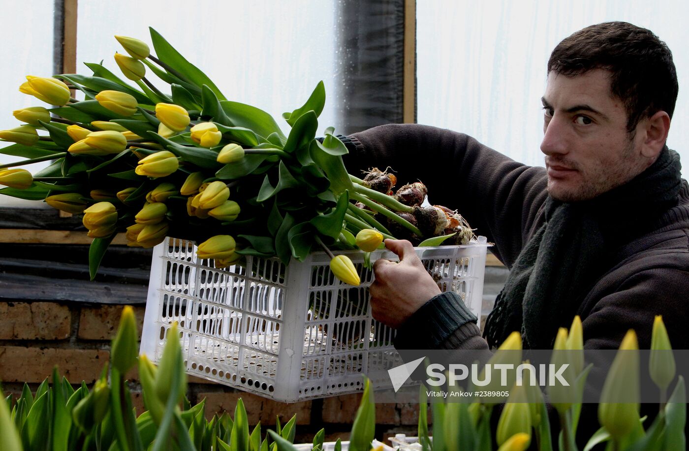 Tulips in Vladivostok's greenhouse