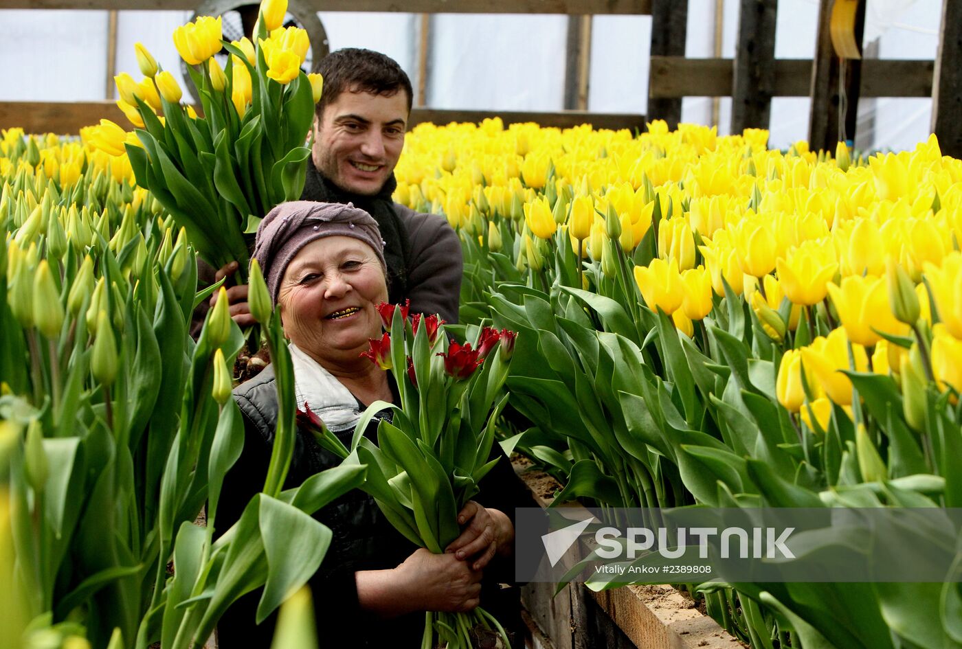 Tulips in Vladivostok's greenhouse