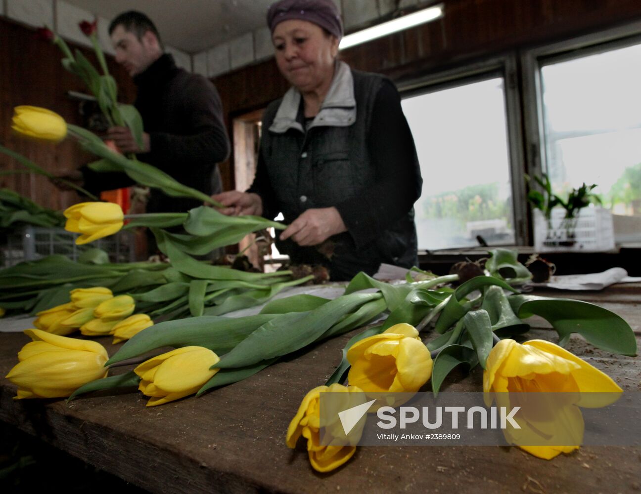 Tulips in Vladivostok's greenhouse