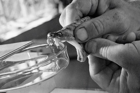 SNAKE VENOM OBTAINING