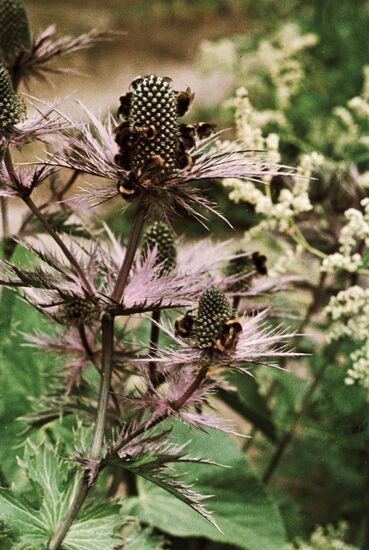 BUMBLEBEE POLAR BOTANICAL GARDEN 