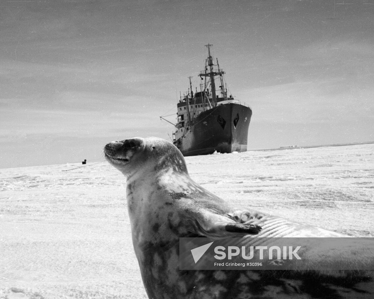 SEAL ANTARCTIC