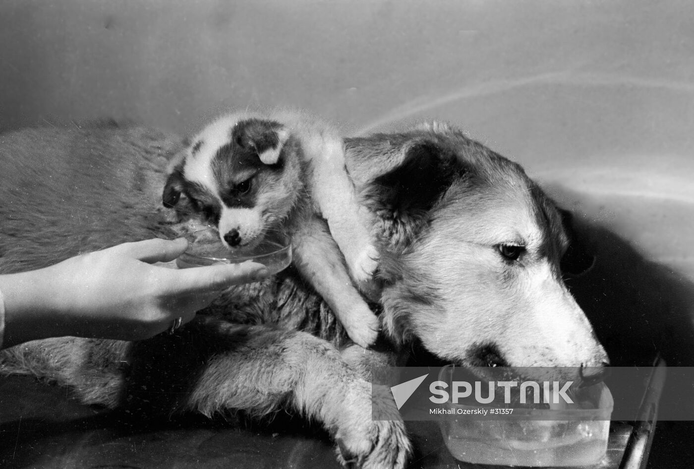 DOG HEAD TRANSPLANTATION