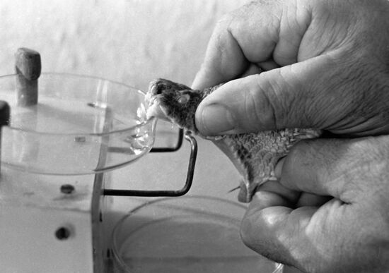SNAKE VENOM
