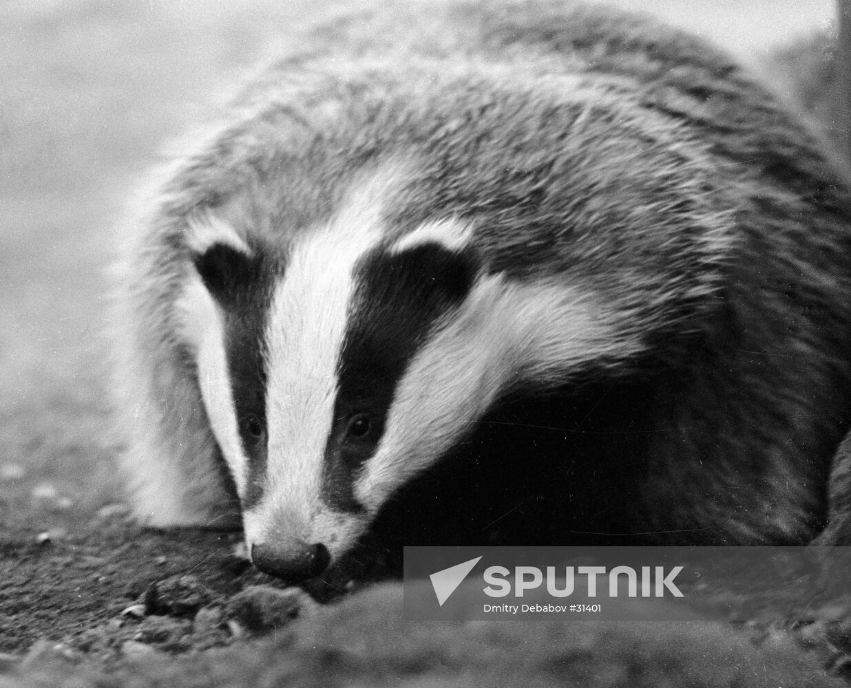 BADGER