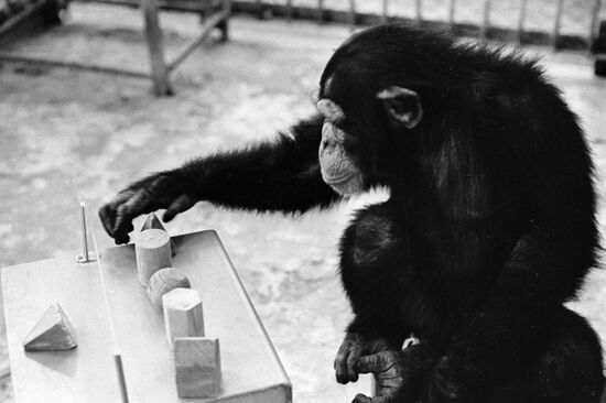 CHIMPANZEE BRICKS
