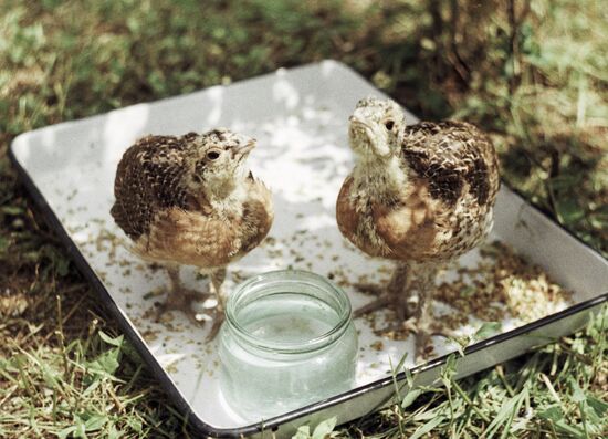 WOOD GROUSE CHICKS DARWIN NATURE RESERVE