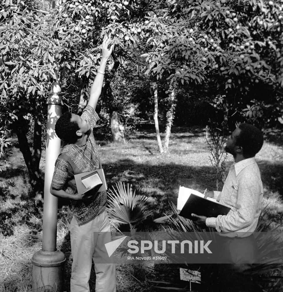 Strawberry Tree Sukhumi Botanical Garden Visitors