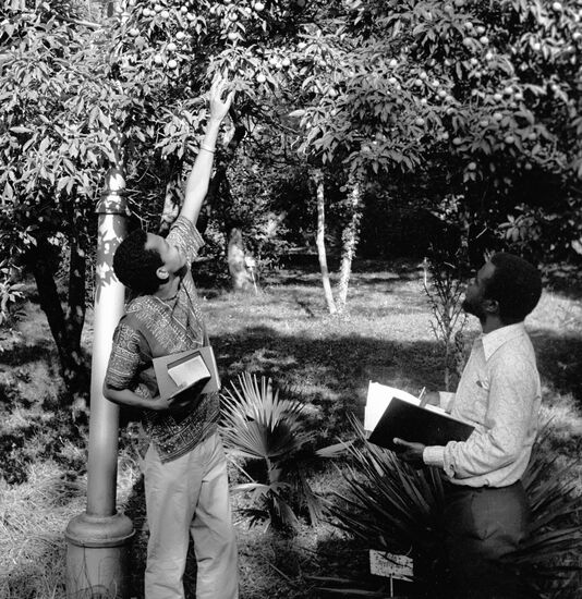 Strawberry Tree Sukhumi Botanical Garden Visitors