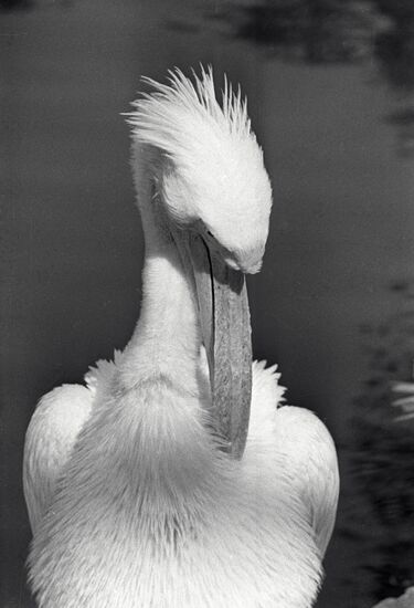Zoo Pelican