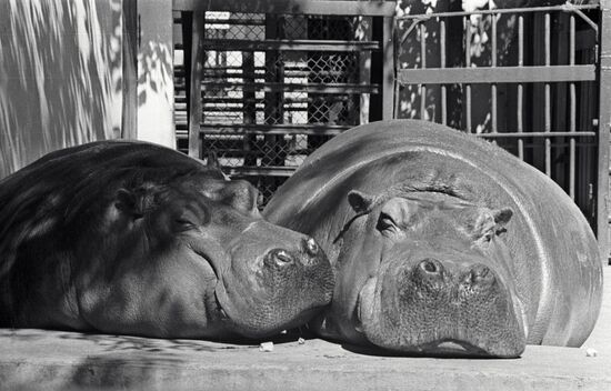 Zoo Hippos 