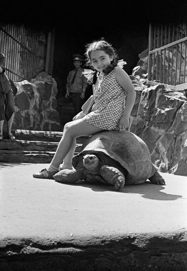 TORTOISE GIRL ZOO