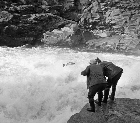 RIVER RIFT SALMON KARELIA RESIDENTS