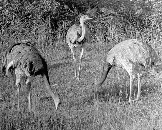 OSTRICHS ASKANIA-NOVA