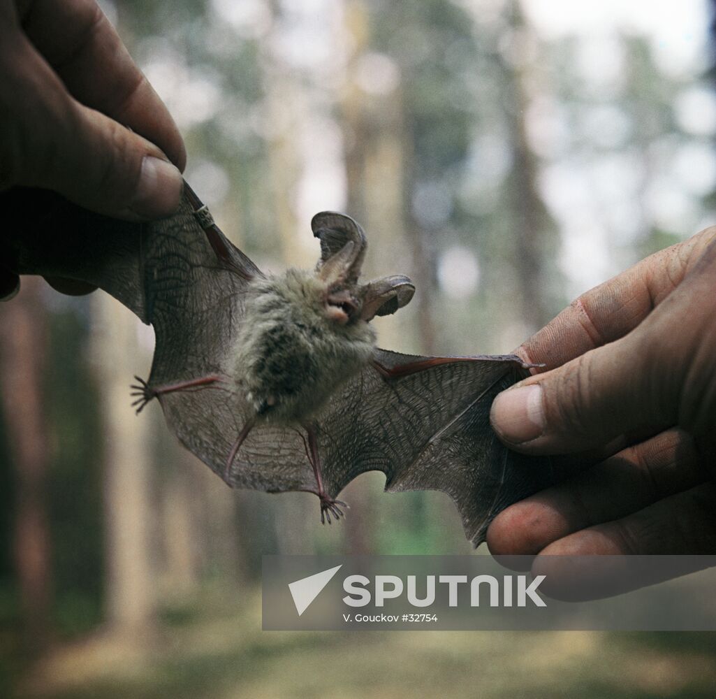 BAT NATURE RESERVE