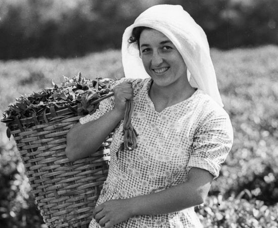 TEA COLLECTOR GEORGIA 