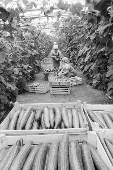 GREENHOUSE WORKERS CUCUMBERS BOXES 