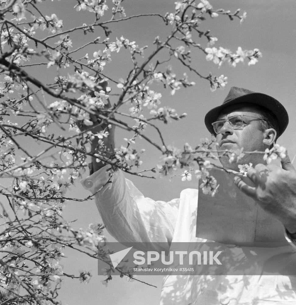 ALMOND BLOSSOM PLANT CULTIVATION STAFF MEMBER