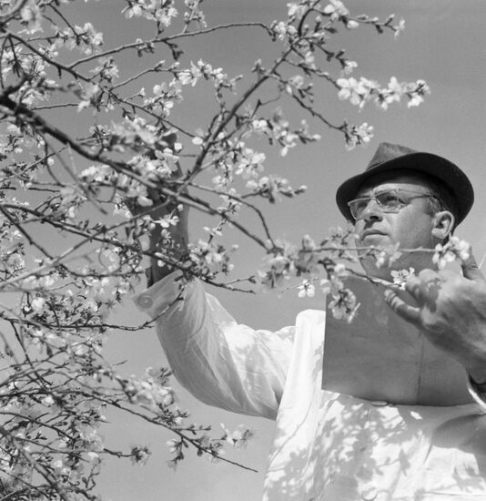 ALMOND BLOSSOM PLANT CULTIVATION STAFF MEMBER