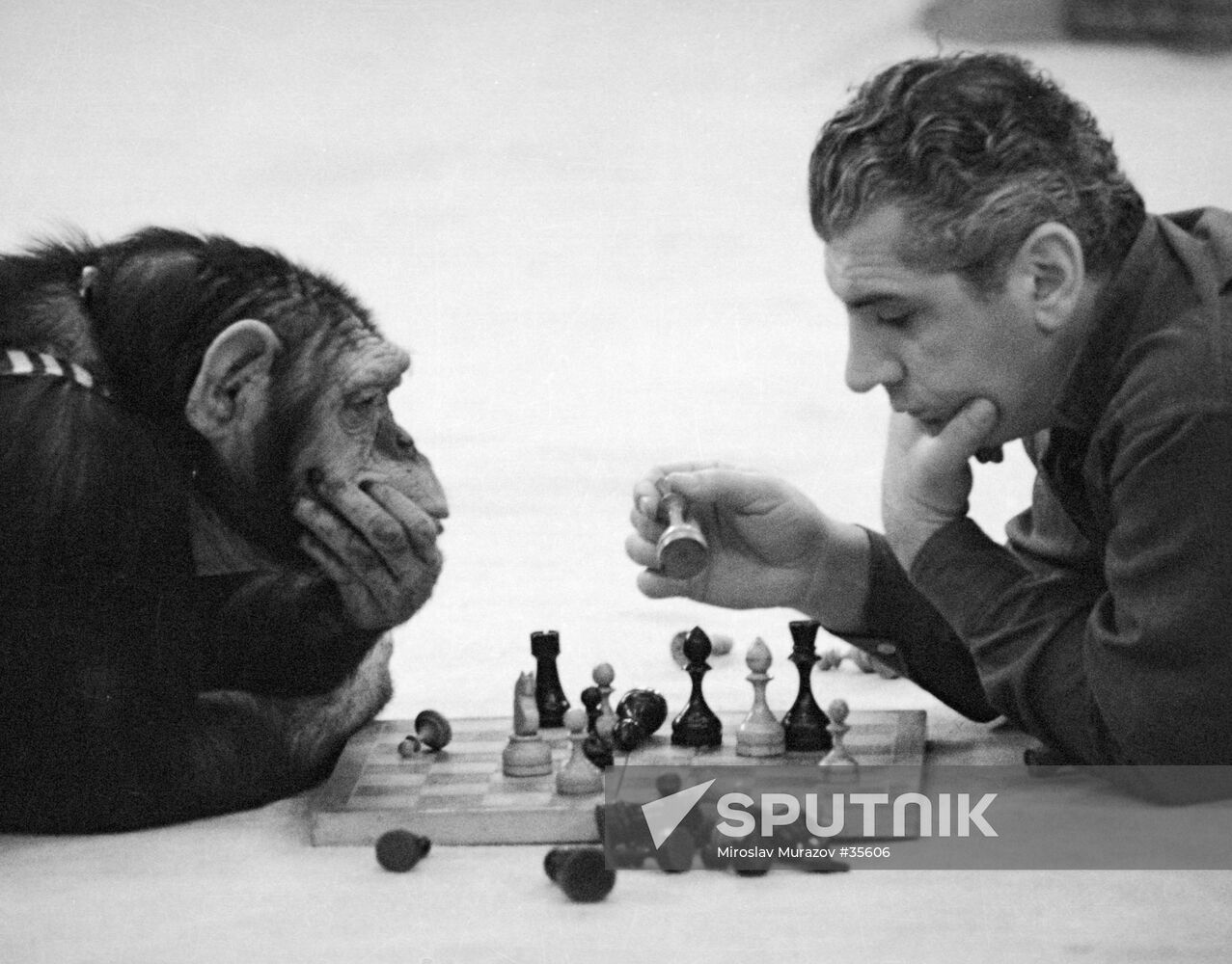 ISAAKYAN TAMER MONKEY CHESS