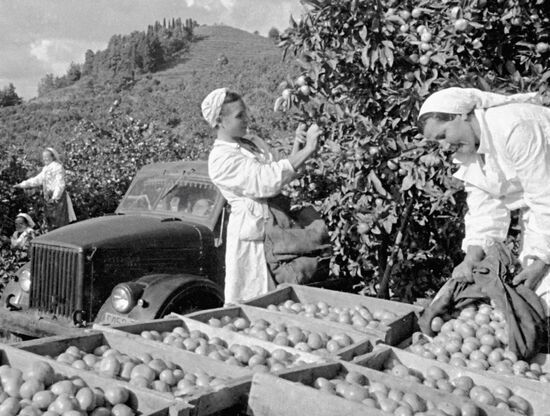 FARMERS MANDARINS LUG-BOXES TRUCK